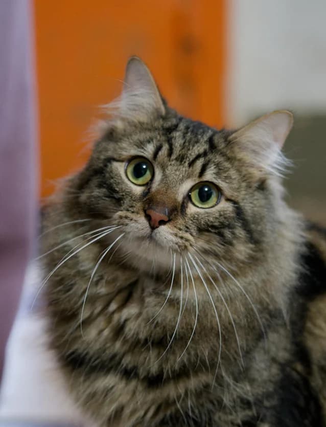 Prince, male Mixed Breed for adoption at Asclaf