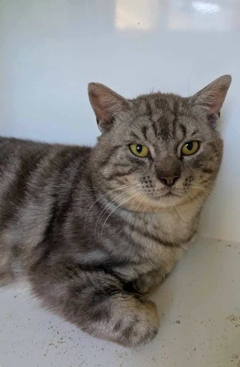 Rocket,  Mixed Breed for adoption at Asclaf