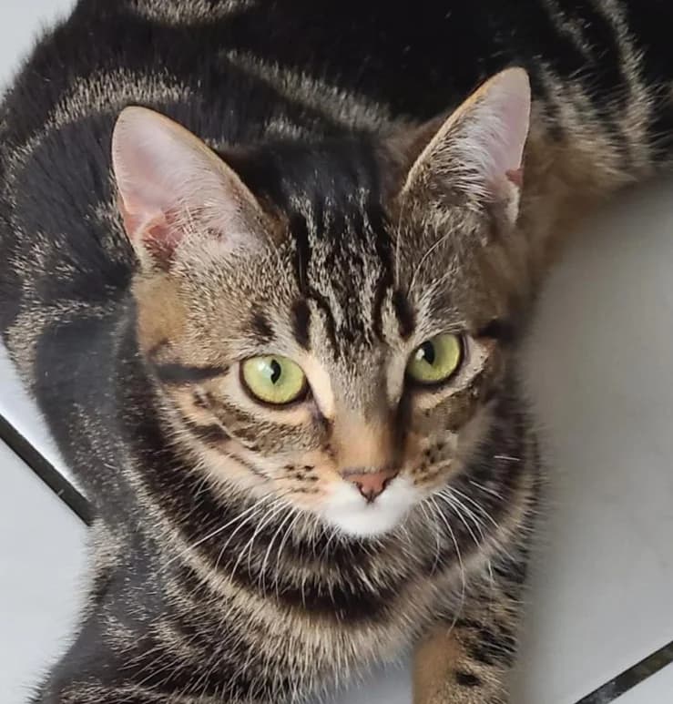 Sidonie, female Mixed Breed for adoption at Asclaf