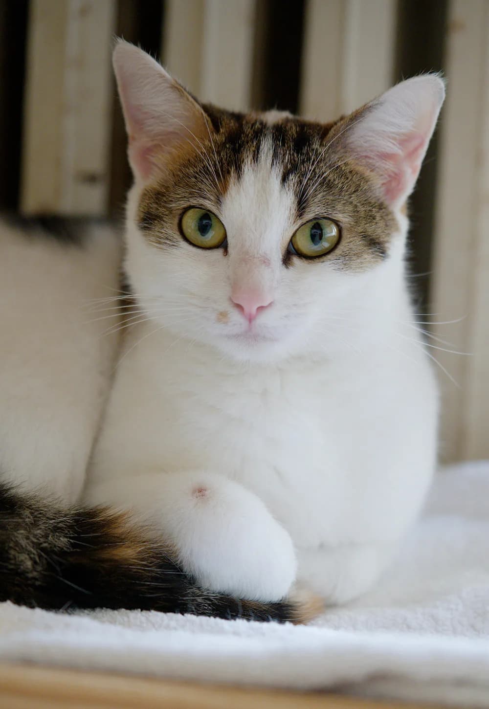 Silly, female Mixed Breed for adoption at Asclaf