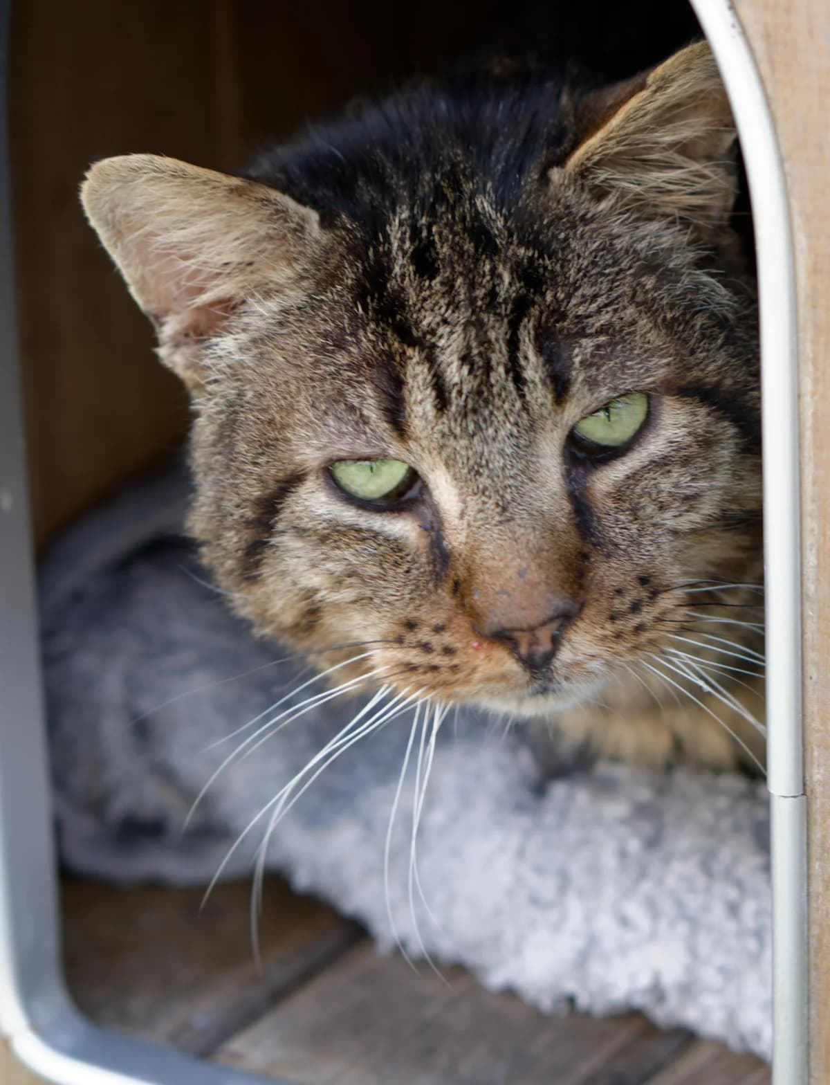 Tiger,  Mixed Breed for adoption at Asclaf