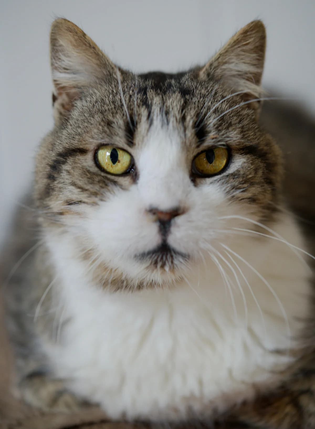 Vagabond,  Mixed Breed for adoption at Asclaf