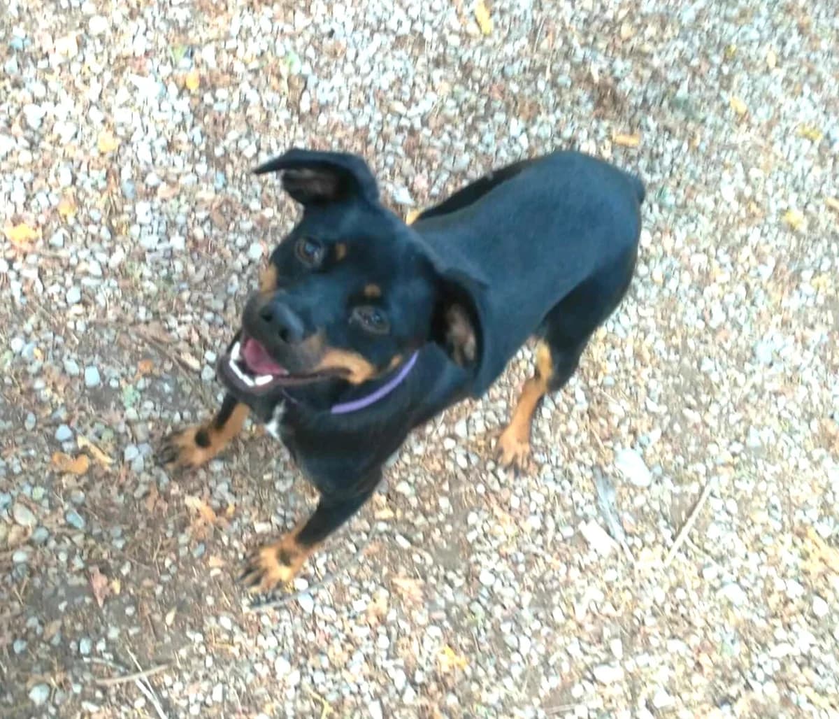 Pitchoune, Noir et feu female mixed breed for adoption at Association Secours Protection Animale (Manosque), Manosque — photo 2 of 6