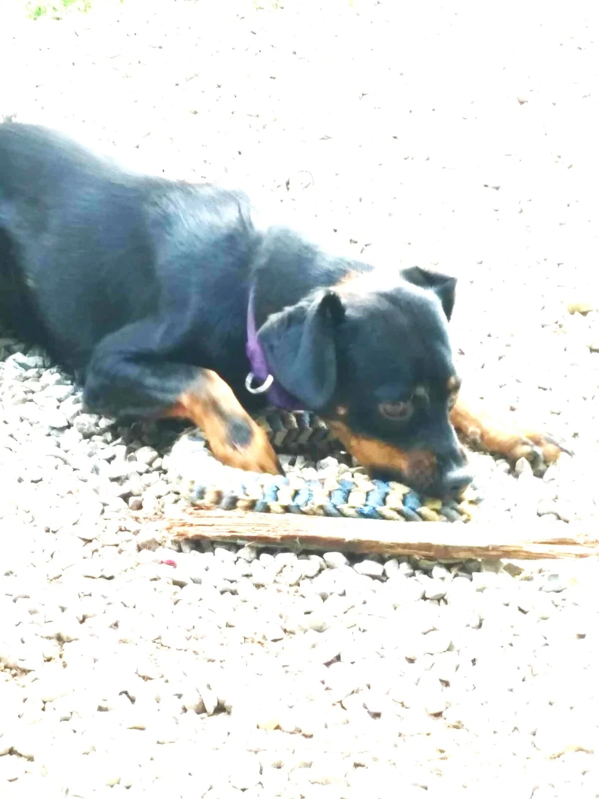 Pitchoune, Noir et feu female mixed breed for adoption at Association Secours Protection Animale (Manosque), Manosque — photo 3 of 6