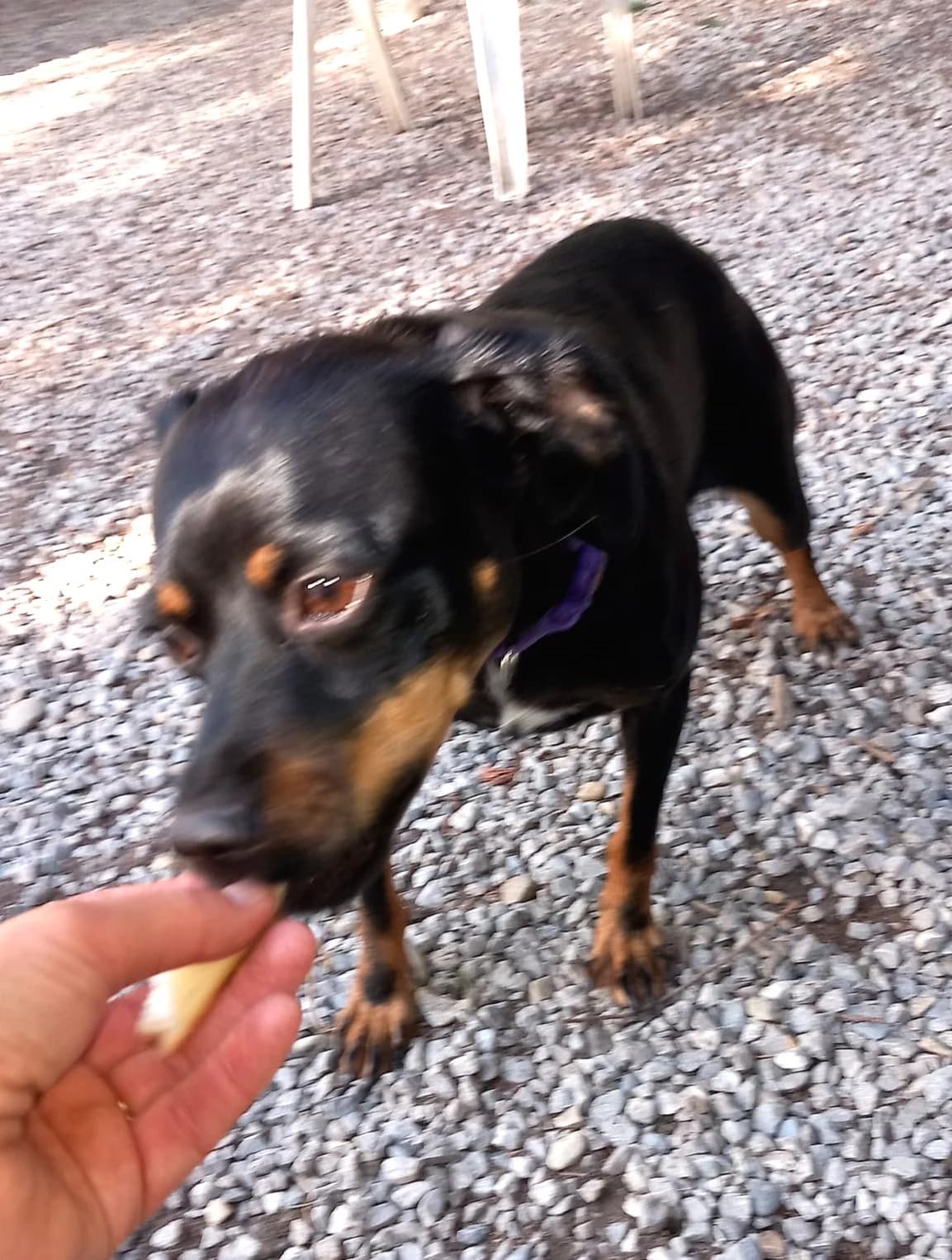 Pitchoune, Noir et feu female mixed breed for adoption at Association Secours Protection Animale (Manosque), Manosque — photo 4 of 6