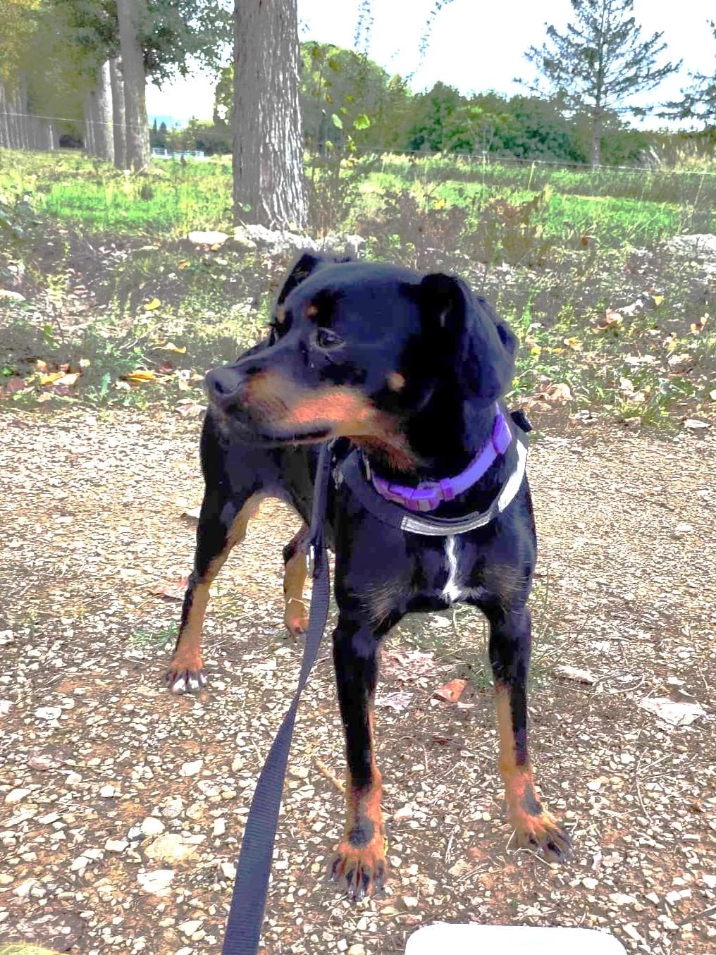 Pitchoune, Noir et feu female mixed breed for adoption at Association Secours Protection Animale (Manosque), Manosque — photo 5 of 6