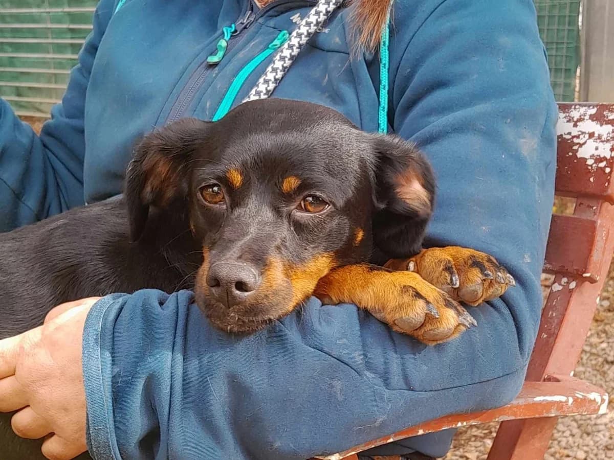 Pitchoune, Noir et feu female mixed breed for adoption at Association Secours Protection Animale (Manosque), Manosque — photo 6 of 6