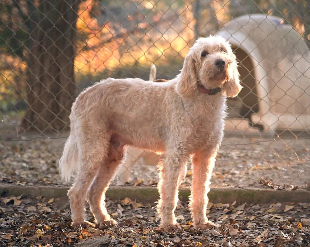 Obélix, Blanc panaché orange male mixed breed for adoption at Association Secours Protection Animale (Manosque), Manosque