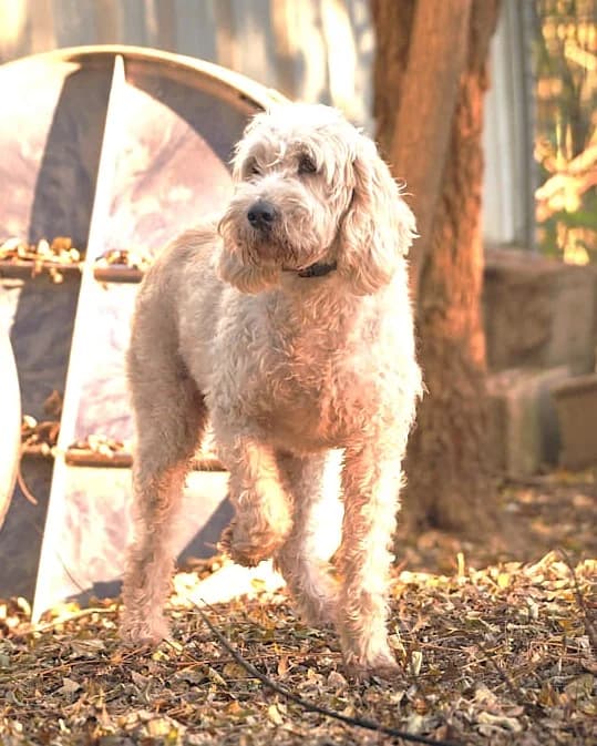 Obélix, Blanc panaché orange male mixed breed for adoption at Association Secours Protection Animale (Manosque), Manosque — photo 2 of 6