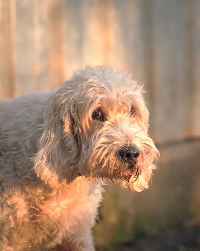 Obélix, Blanc panaché orange male mixed breed for adoption at Association Secours Protection Animale (Manosque), Manosque — photo 3 of 6