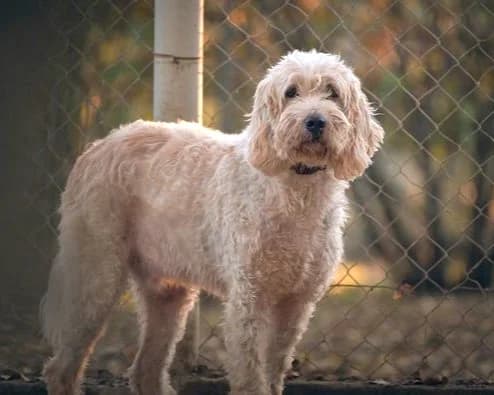 Obélix, Blanc panaché orange male mixed breed for adoption at Association Secours Protection Animale (Manosque), Manosque — photo 4 of 6