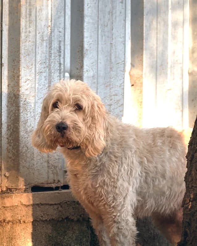 Obélix, Blanc panaché orange male mixed breed for adoption at Association Secours Protection Animale (Manosque), Manosque — photo 5 of 6