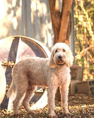Obélix, Blanc panaché orange male mixed breed for adoption at Association Secours Protection Animale (Manosque), Manosque — photo 6 of 6
