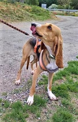 Lady, Tricolore female mixed breed for adoption at Association Secours Protection Animale (Manosque), Manosque