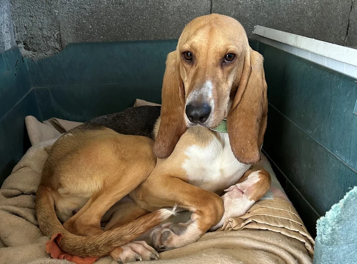 Lady, Tricolore female mixed breed for adoption at Association Secours Protection Animale (Manosque), Manosque — photo 2 of 10