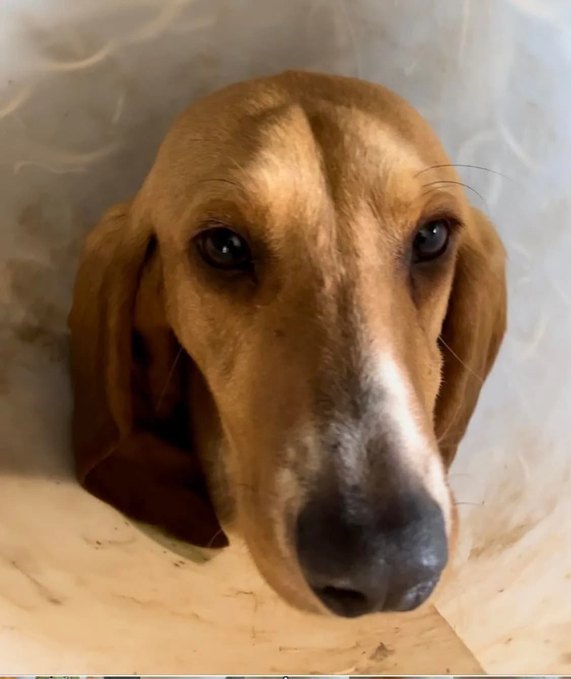 Lady, Tricolore female mixed breed for adoption at Association Secours Protection Animale (Manosque), Manosque — photo 3 of 10