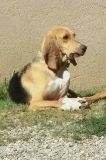 Lady, Tricolore female mixed breed for adoption at Association Secours Protection Animale (Manosque), Manosque — photo 4 of 10