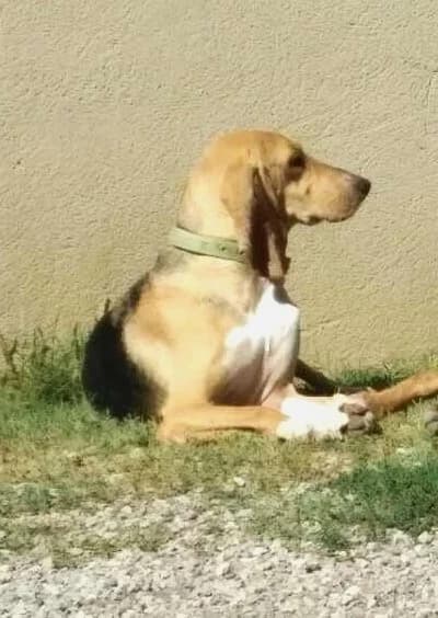Lady, Tricolore female mixed breed for adoption at Association Secours Protection Animale (Manosque), Manosque — photo 5 of 10