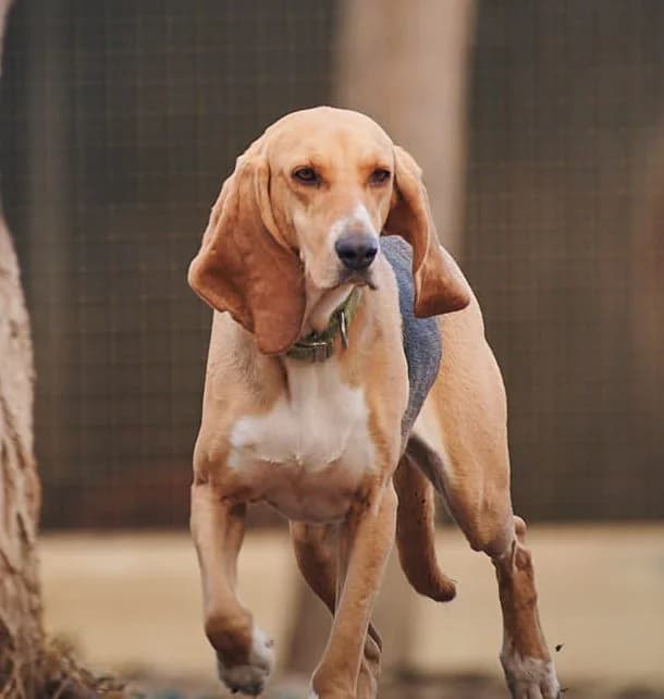 Lady, Tricolore female mixed breed for adoption at Association Secours Protection Animale (Manosque), Manosque — photo 6 of 10