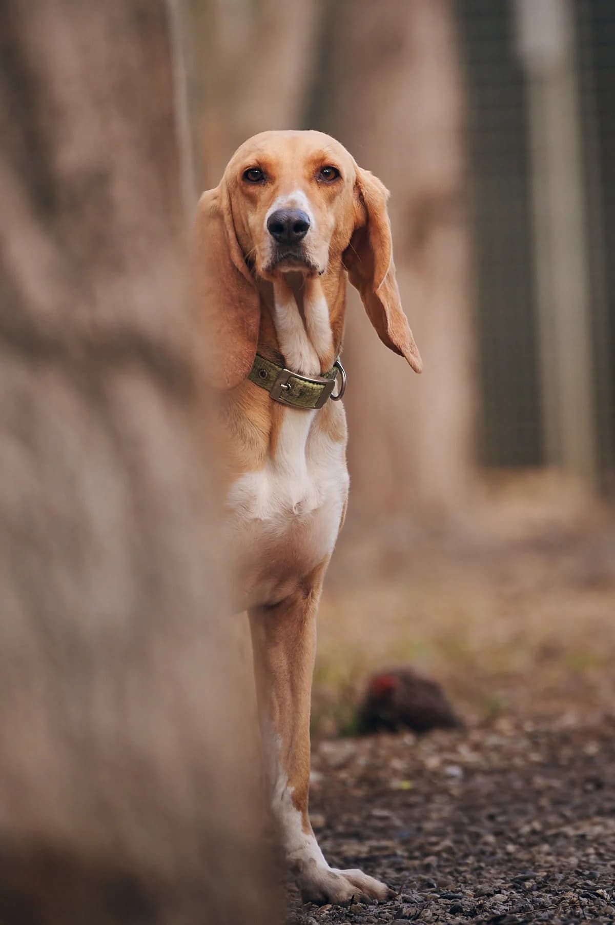 Lady, Tricolore female mixed breed for adoption at Association Secours Protection Animale (Manosque), Manosque — photo 7 of 10