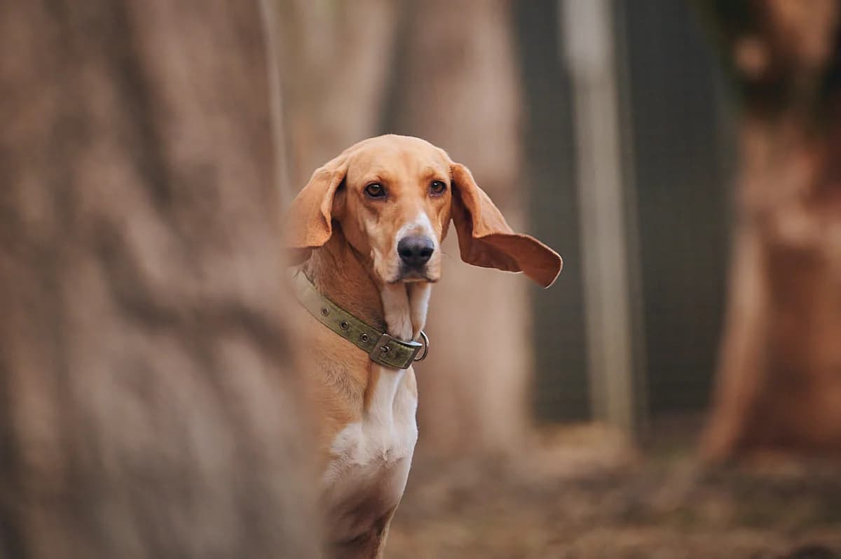 Lady, Tricolore female mixed breed for adoption at Association Secours Protection Animale (Manosque), Manosque — photo 8 of 10