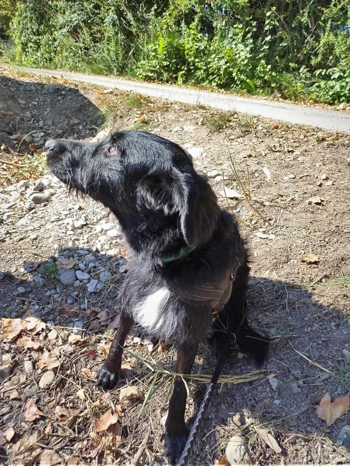 Tao, Noir et blanc male Border Collie for adoption at Association Secours Protection Animale (Manosque), Manosque