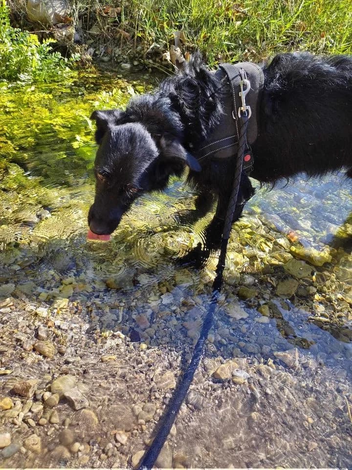 Tao, Noir et blanc male Border Collie for adoption at Association Secours Protection Animale (Manosque), Manosque — photo 2 of 22