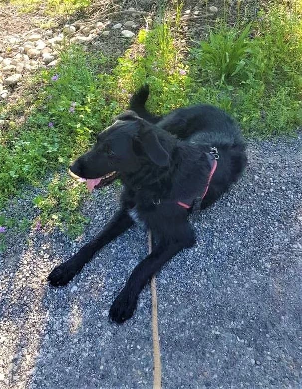 Tao, Noir et blanc male Border Collie for adoption at Association Secours Protection Animale (Manosque), Manosque — photo 3 of 22
