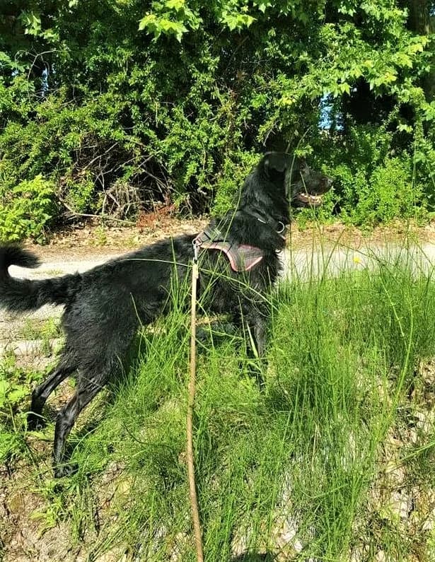 Tao, Noir et blanc male Border Collie for adoption at Association Secours Protection Animale (Manosque), Manosque — photo 4 of 22
