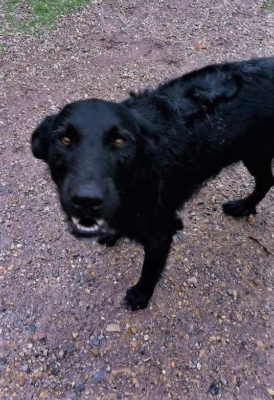 Tao, Noir et blanc male Border Collie for adoption at Association Secours Protection Animale (Manosque), Manosque — photo 5 of 22