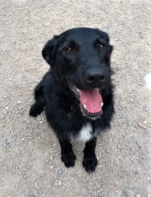 Tao, Noir et blanc male Border Collie for adoption at Association Secours Protection Animale (Manosque), Manosque — photo 6 of 22