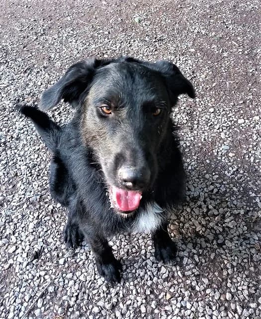 Tao, Noir et blanc male Border Collie for adoption at Association Secours Protection Animale (Manosque), Manosque — photo 7 of 22