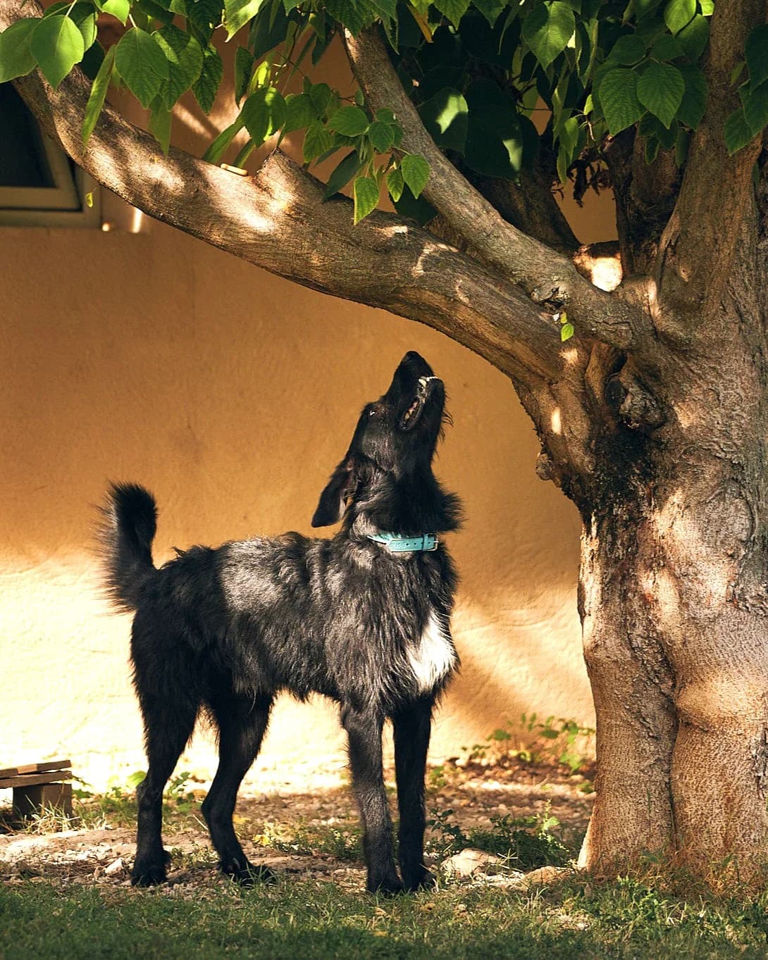 Tao, Noir et blanc male Border Collie for adoption at Association Secours Protection Animale (Manosque), Manosque — photo 8 of 22