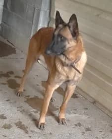 Tango, Fauve charbonné à masque noir male Belgian Malinois for adoption at Association Secours Protection Animale (Manosque), Manosque