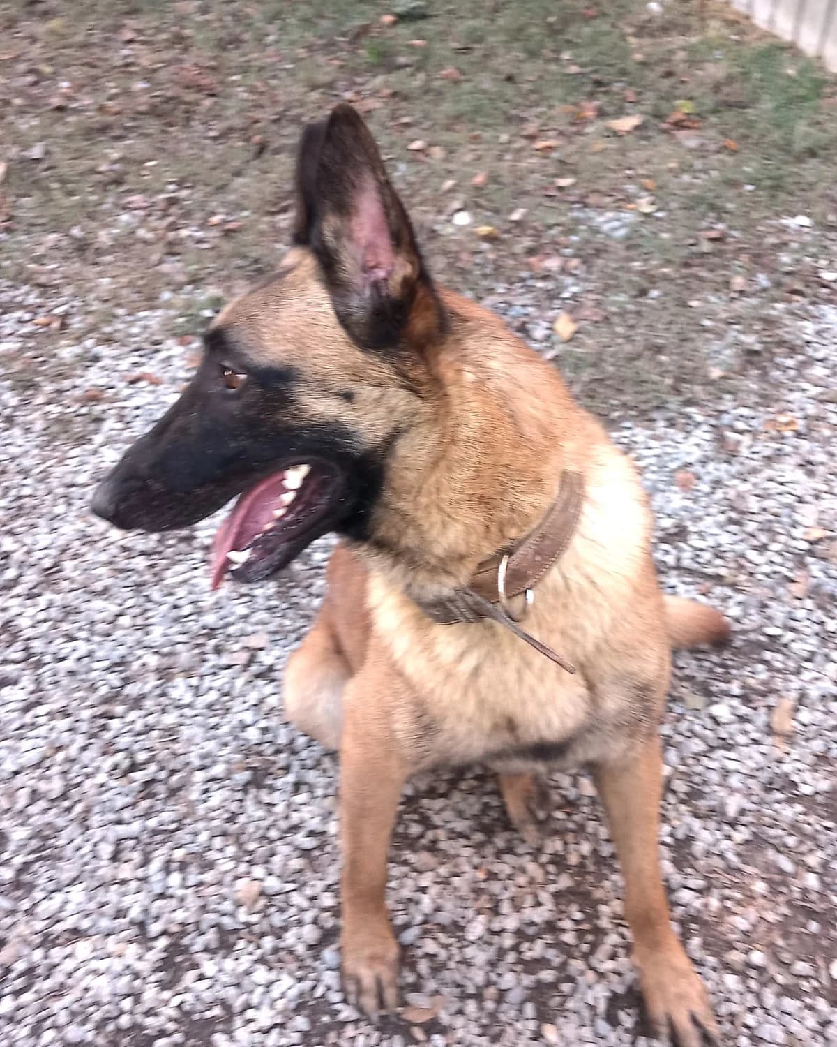Tango, Fauve charbonné à masque noir male Belgian Malinois for adoption at Association Secours Protection Animale (Manosque), Manosque — photo 2 of 13