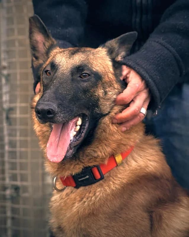 Tango, Fauve charbonné à masque noir male Belgian Malinois for adoption at Association Secours Protection Animale (Manosque), Manosque — photo 3 of 13