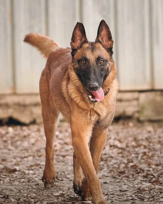 Tango, Fauve charbonné à masque noir male Belgian Malinois for adoption at Association Secours Protection Animale (Manosque), Manosque — photo 4 of 13
