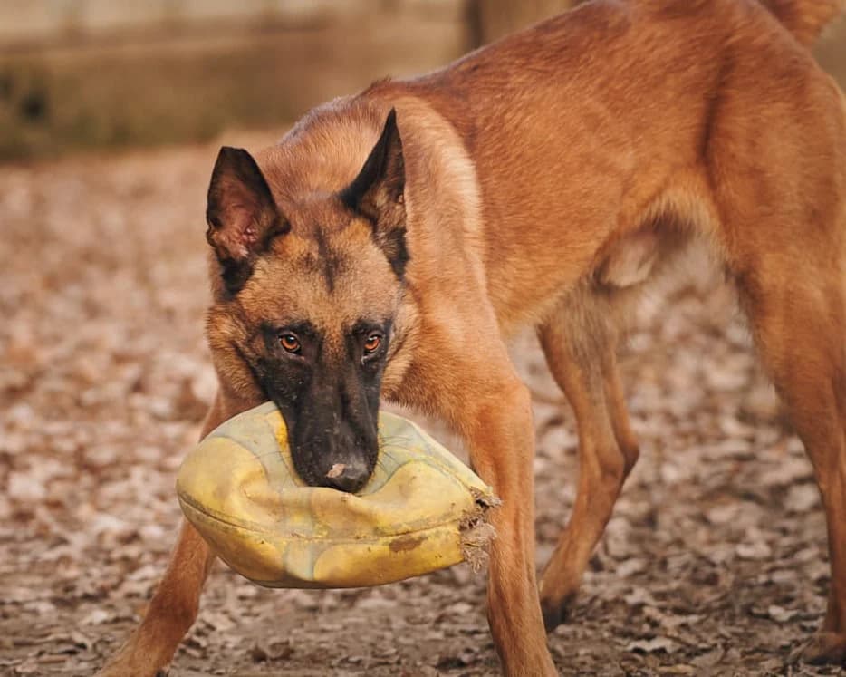 Tango, Fauve charbonné à masque noir male Belgian Malinois for adoption at Association Secours Protection Animale (Manosque), Manosque — photo 5 of 13