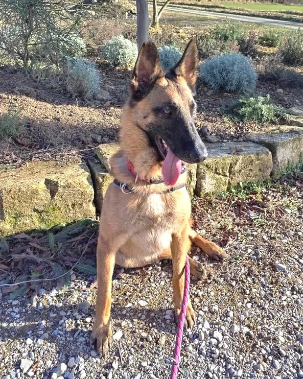 Tango, Fauve charbonné à masque noir male Belgian Malinois for adoption at Association Secours Protection Animale (Manosque), Manosque — photo 6 of 13