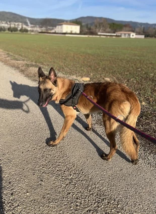 Tango, Fauve charbonné à masque noir male Belgian Malinois for adoption at Association Secours Protection Animale (Manosque), Manosque — photo 7 of 13