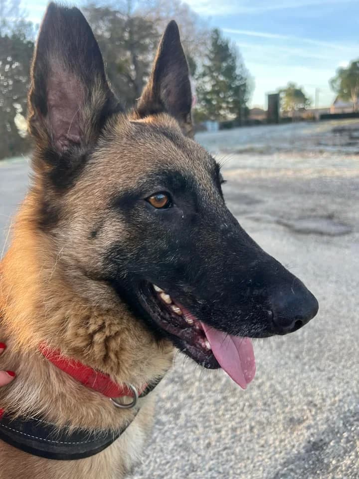 Tango, Fauve charbonné à masque noir male Belgian Malinois for adoption at Association Secours Protection Animale (Manosque), Manosque — photo 8 of 13