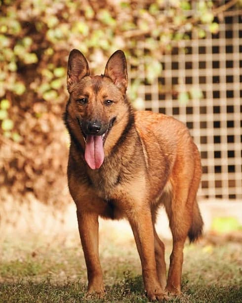 Emy, Fauve charbonné female Belgian Malinois for adoption at Association Secours Protection Animale (Manosque), Manosque