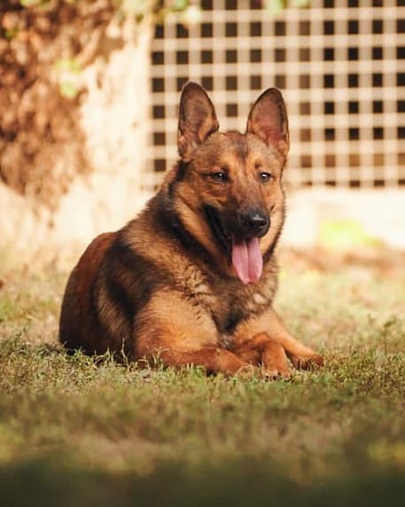 Emy, Fauve charbonné female Belgian Malinois for adoption at Association Secours Protection Animale (Manosque), Manosque — photo 2 of 15