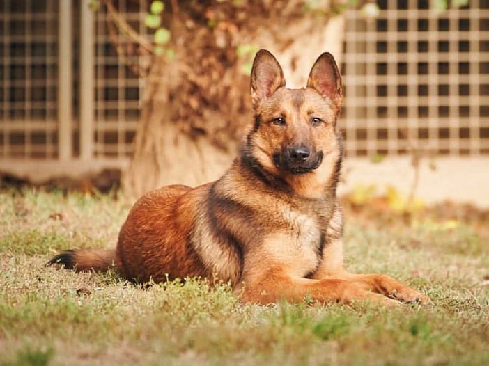 Emy, Fauve charbonné female Belgian Malinois for adoption at Association Secours Protection Animale (Manosque), Manosque — photo 3 of 15