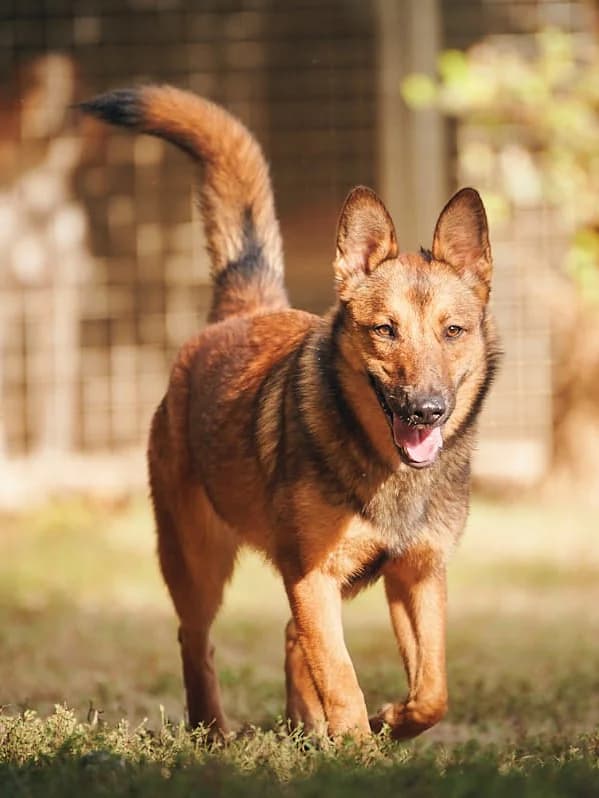 Emy, Fauve charbonné female Belgian Malinois for adoption at Association Secours Protection Animale (Manosque), Manosque — photo 4 of 15