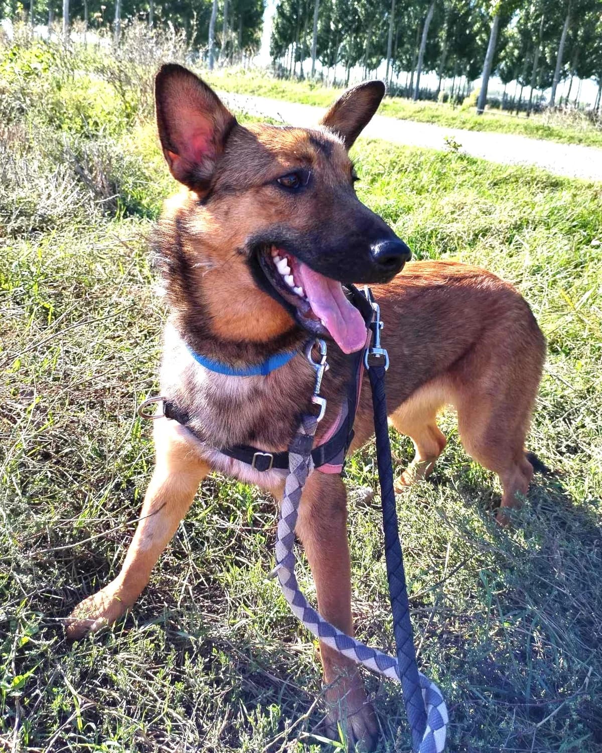 Emy, Fauve charbonné female Belgian Malinois for adoption at Association Secours Protection Animale (Manosque), Manosque — photo 5 of 15