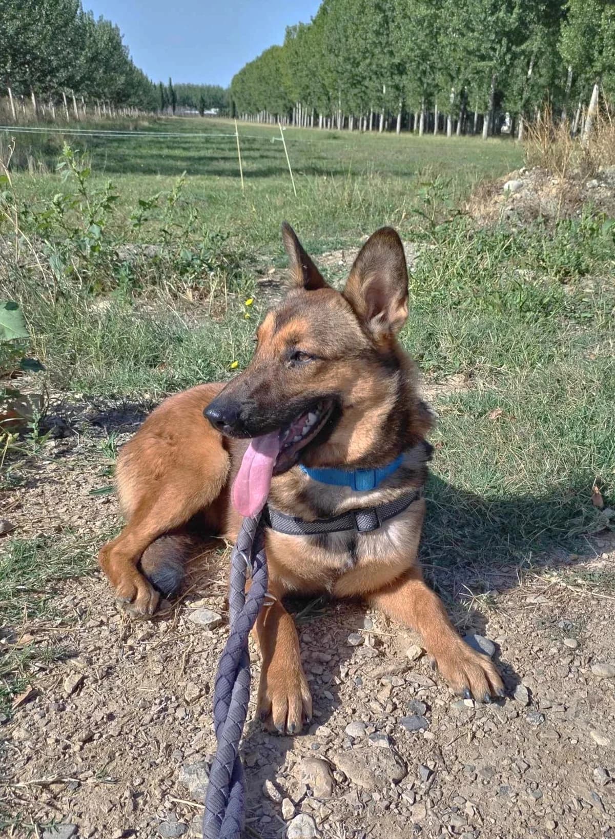 Emy, Fauve charbonné female Belgian Malinois for adoption at Association Secours Protection Animale (Manosque), Manosque — photo 6 of 15