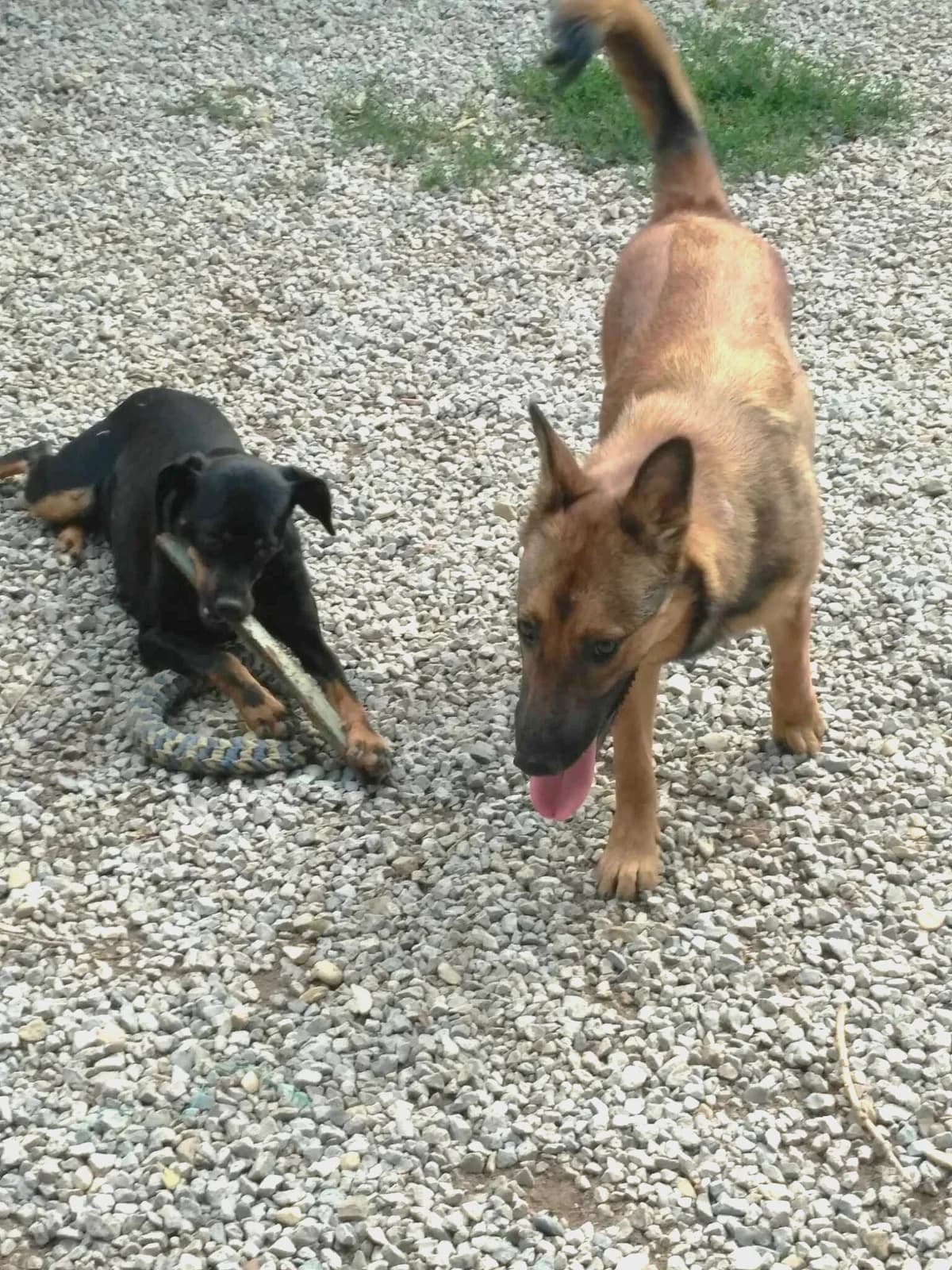 Emy, Fauve charbonné female Belgian Malinois for adoption at Association Secours Protection Animale (Manosque), Manosque — photo 7 of 15