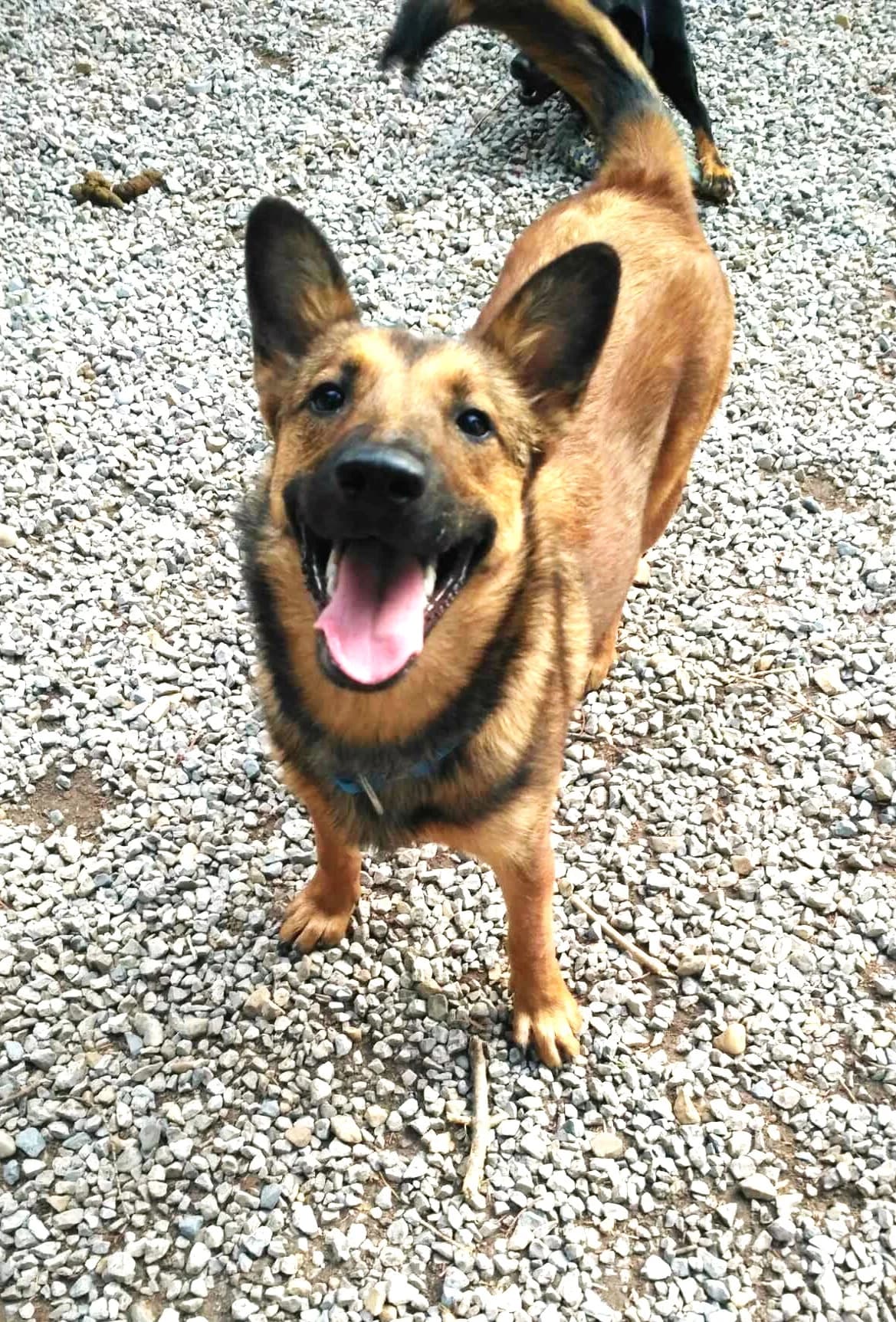 Emy, Fauve charbonné female Belgian Malinois for adoption at Association Secours Protection Animale (Manosque), Manosque — photo 8 of 15