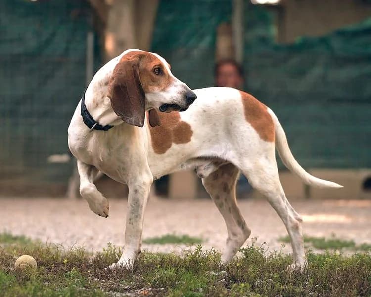 Balzac, Marron et blanc male 5yo mixed breed for adoption at Association Secours Protection Animale (Manosque), Manosque
